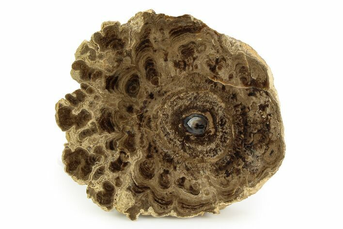 Polished Fossil Stromatolite Colony - Utah #351205